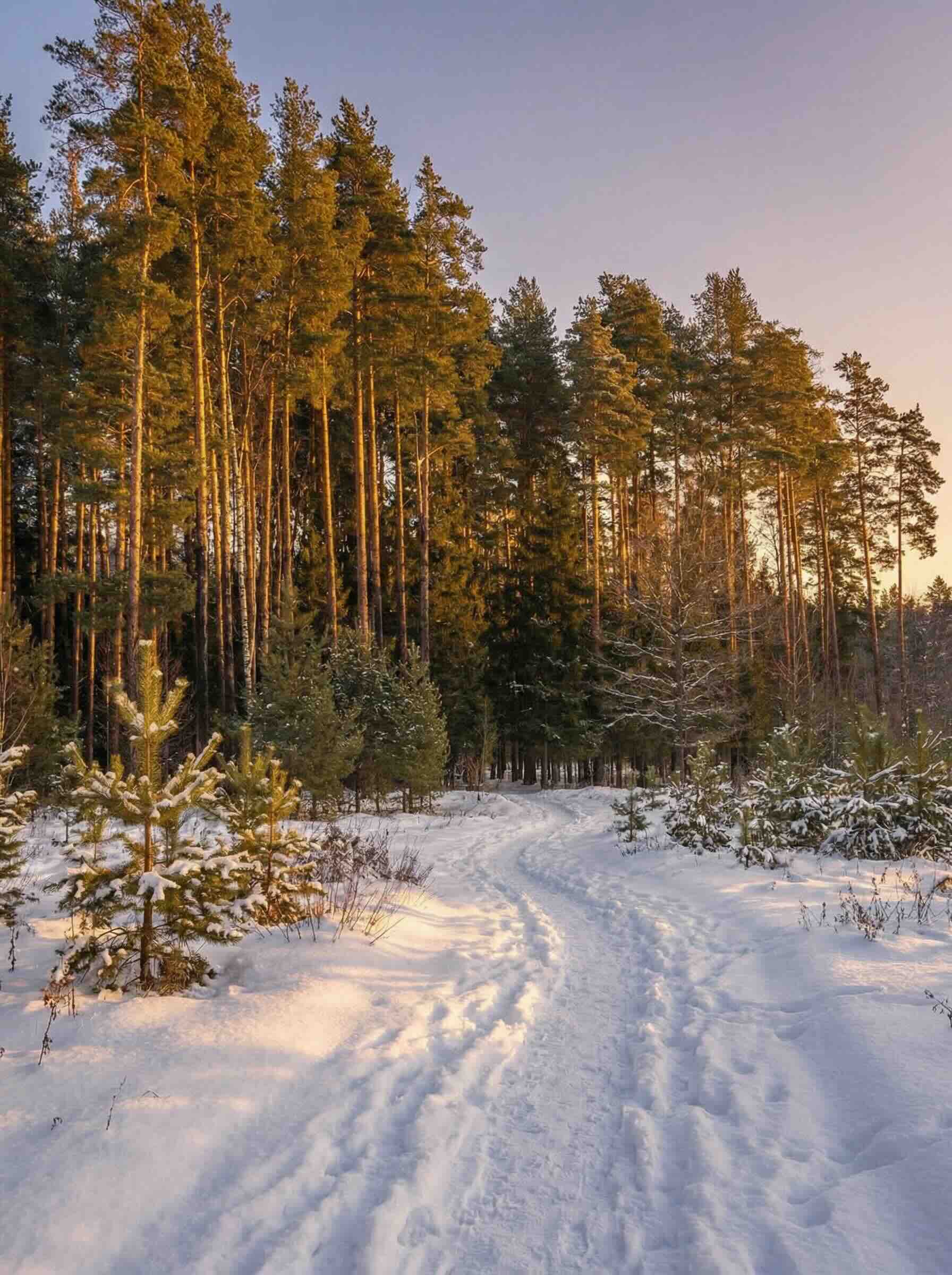 Прогуляться по лесу
